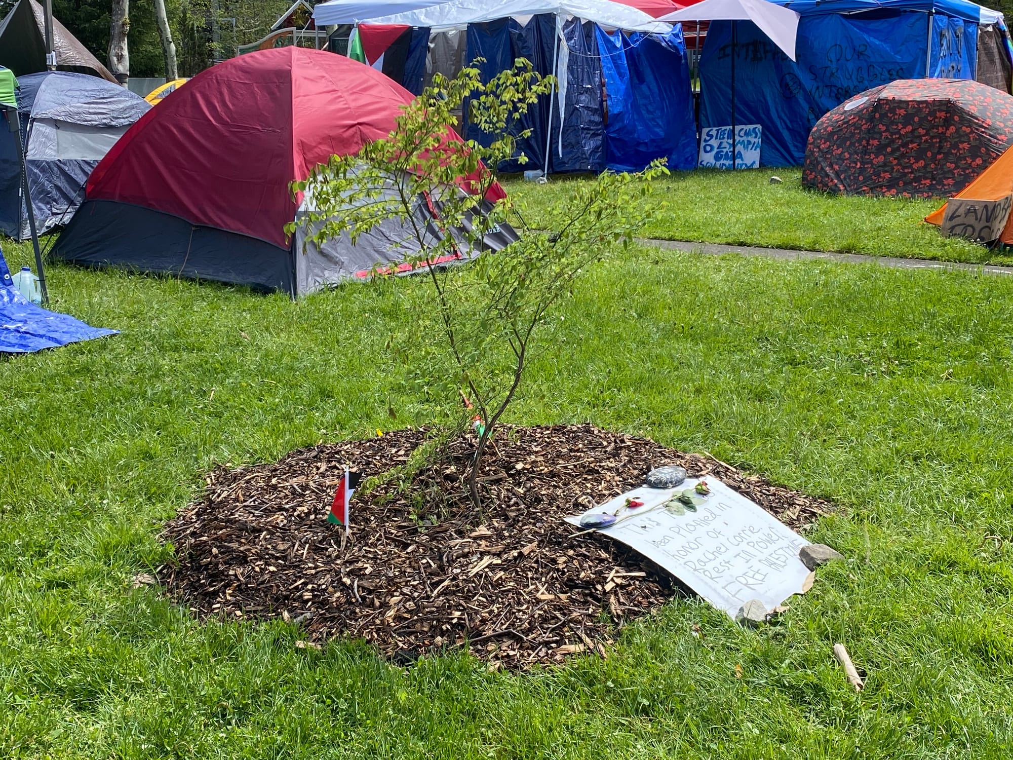 Tree planted in front in grass and mulch with tents in background